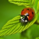 Lady Bug